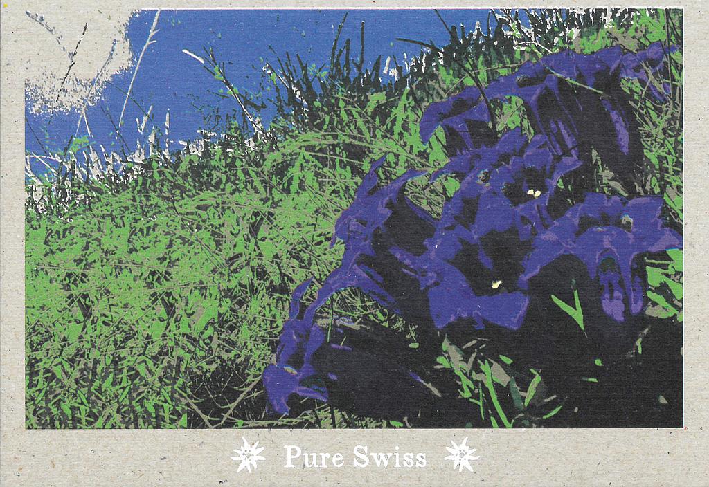 Postcards 51131 Pure Swiss Enziane