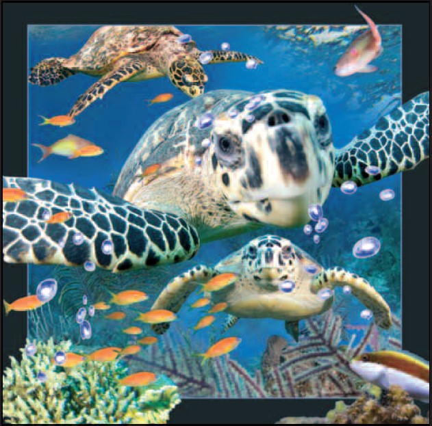 3D Videocards 0031 Schildkröte
