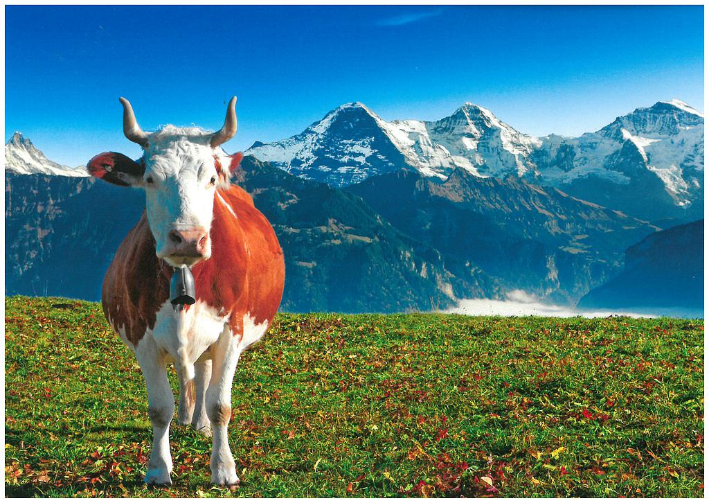 Postcards 27273 Beatenberg mit Kuh, Eiger, Mönch, Jungfrau