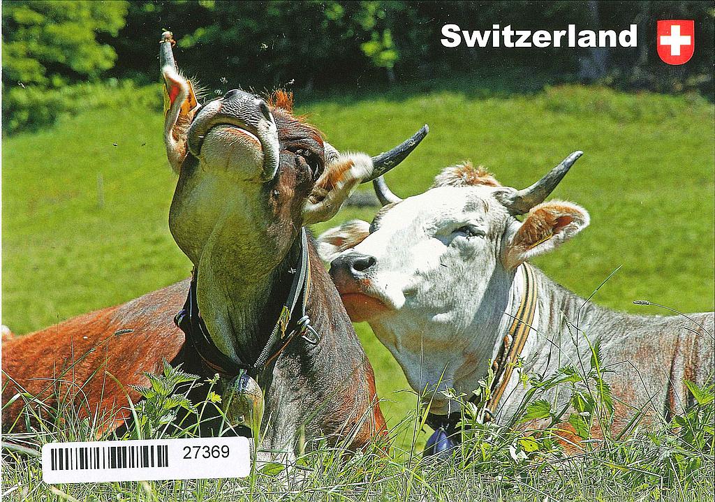 Postcards 27369 Kühe "Switzerland"