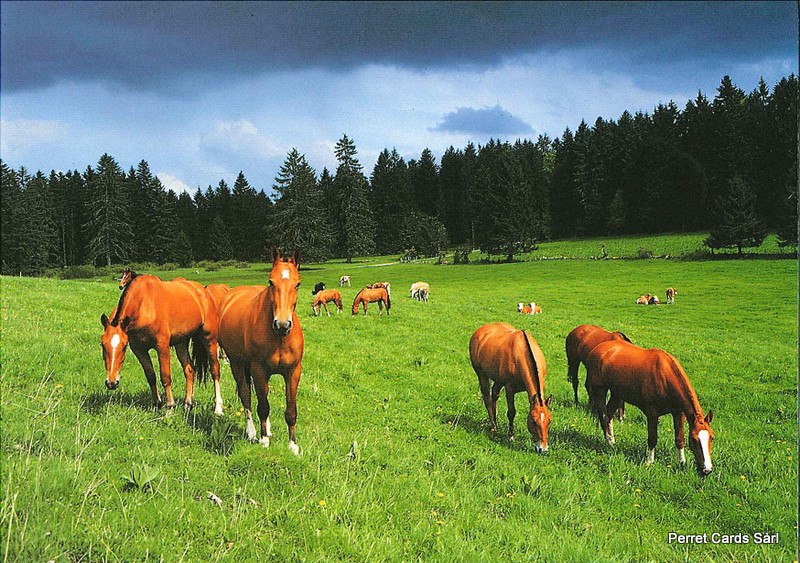 Postcards 20534 Pferde (Gewitterstimmung)