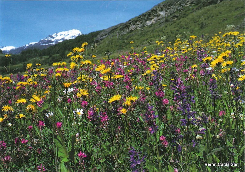 Postcards 28548 Fleurs d'été à la montagne