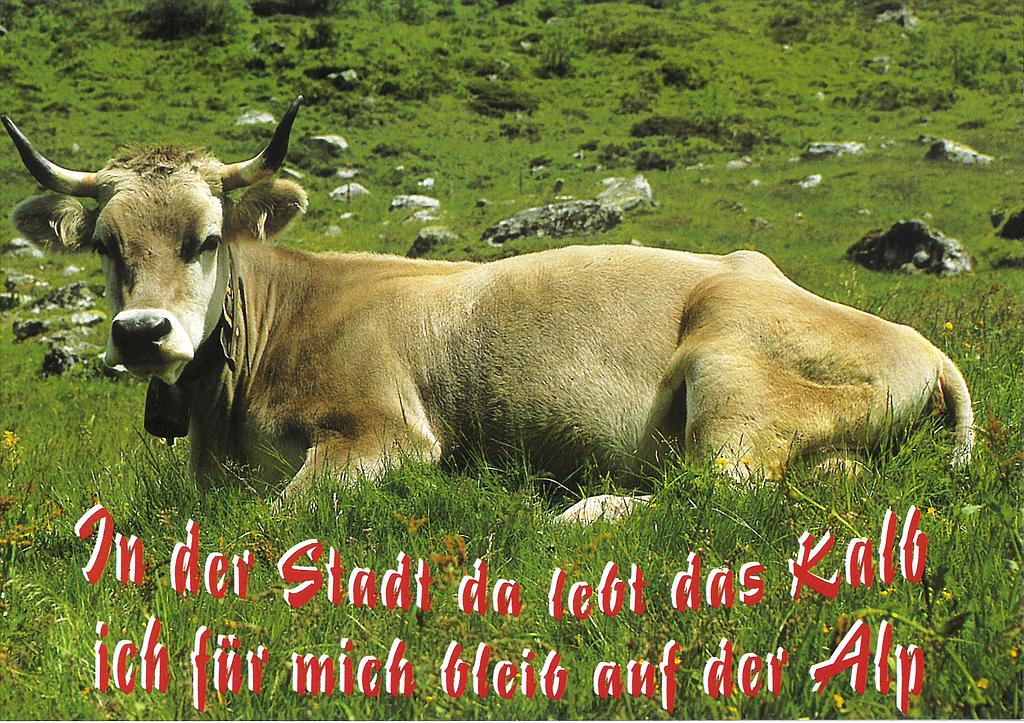 Postcards 22956 Kuh mit Spruch