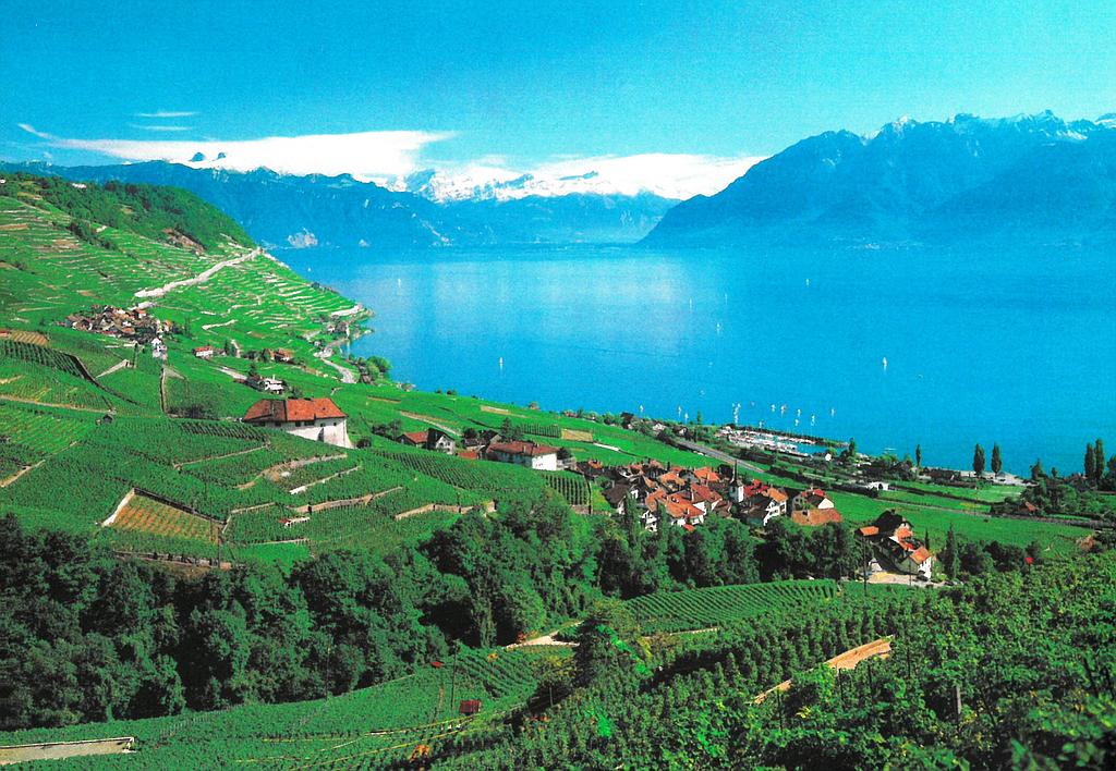 Postcards 14217 Lavaux