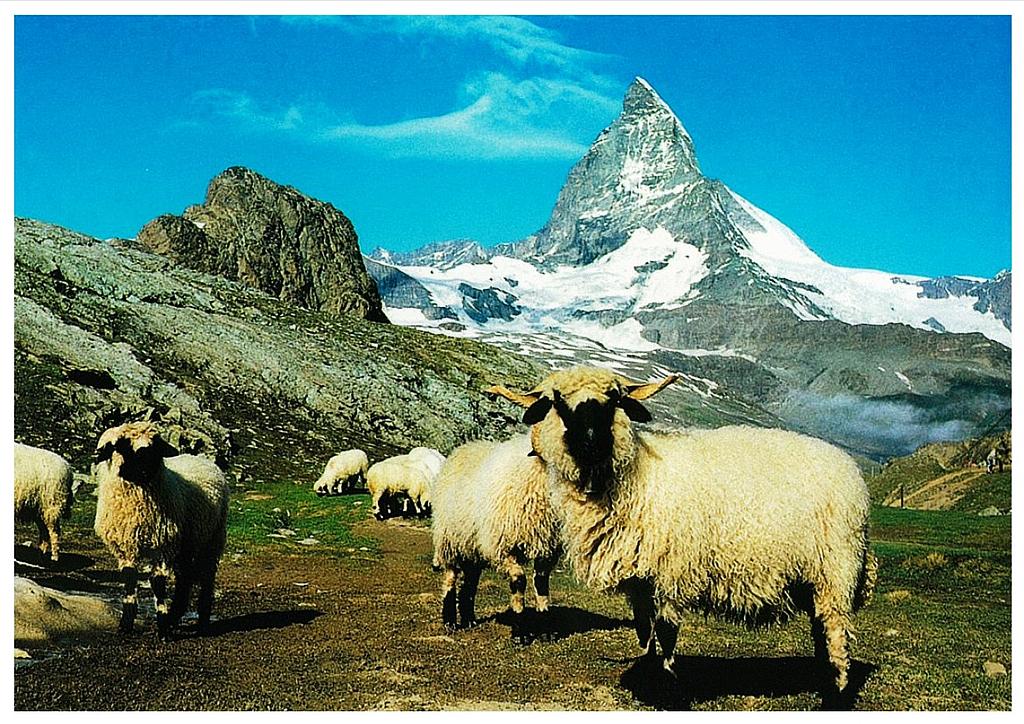 Postcards 25584 Zermatt - Gornergrat