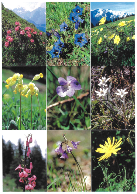 Postcards 90107 Alpenblumen