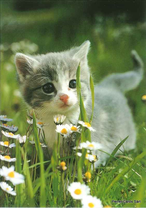 Postcards 00347 H Katze 
