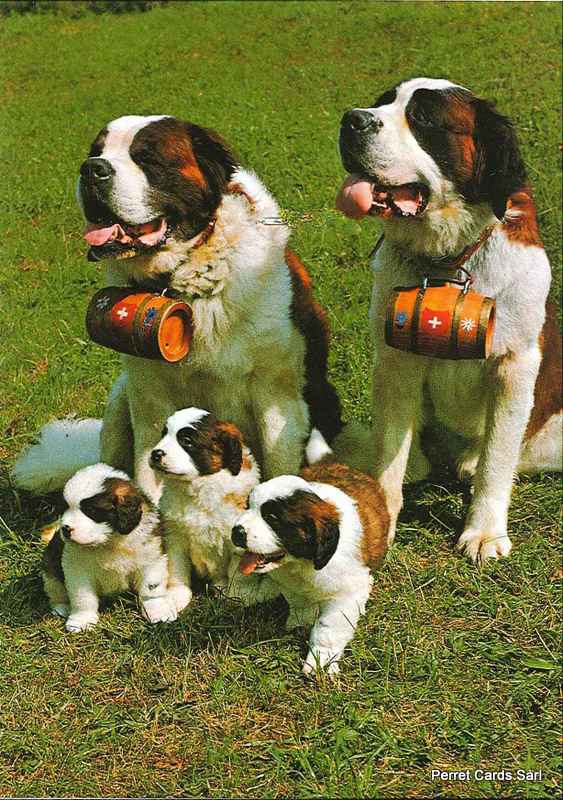 Postcards21514 Bernhardinerhunde