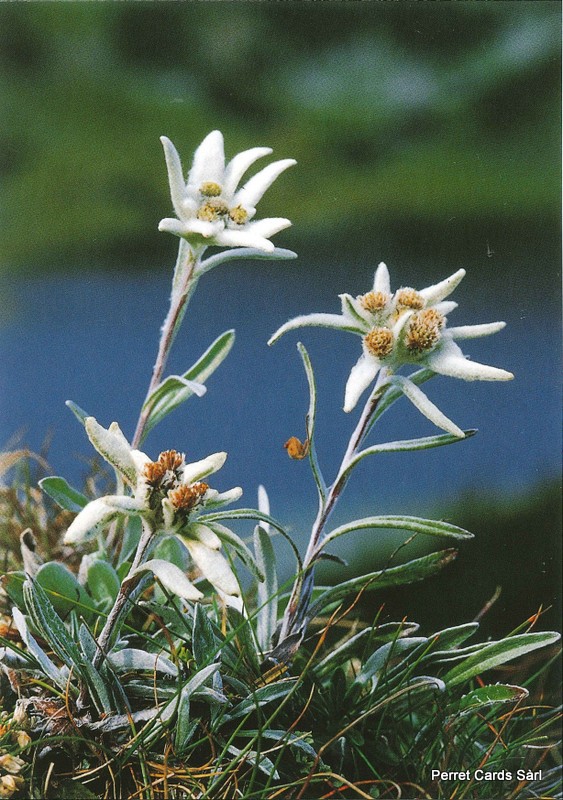 Postcards 00183 Edelweiss 