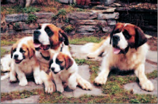 Aimant St-Bernard