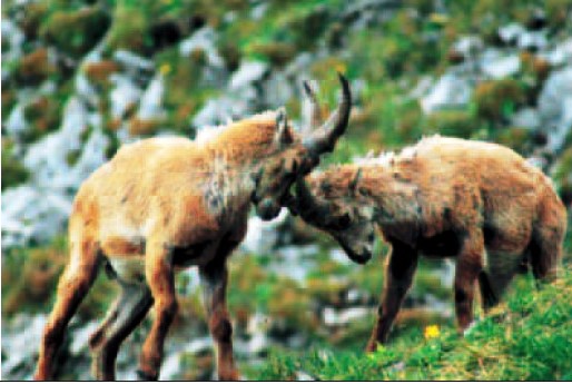 Magnet Steinbock