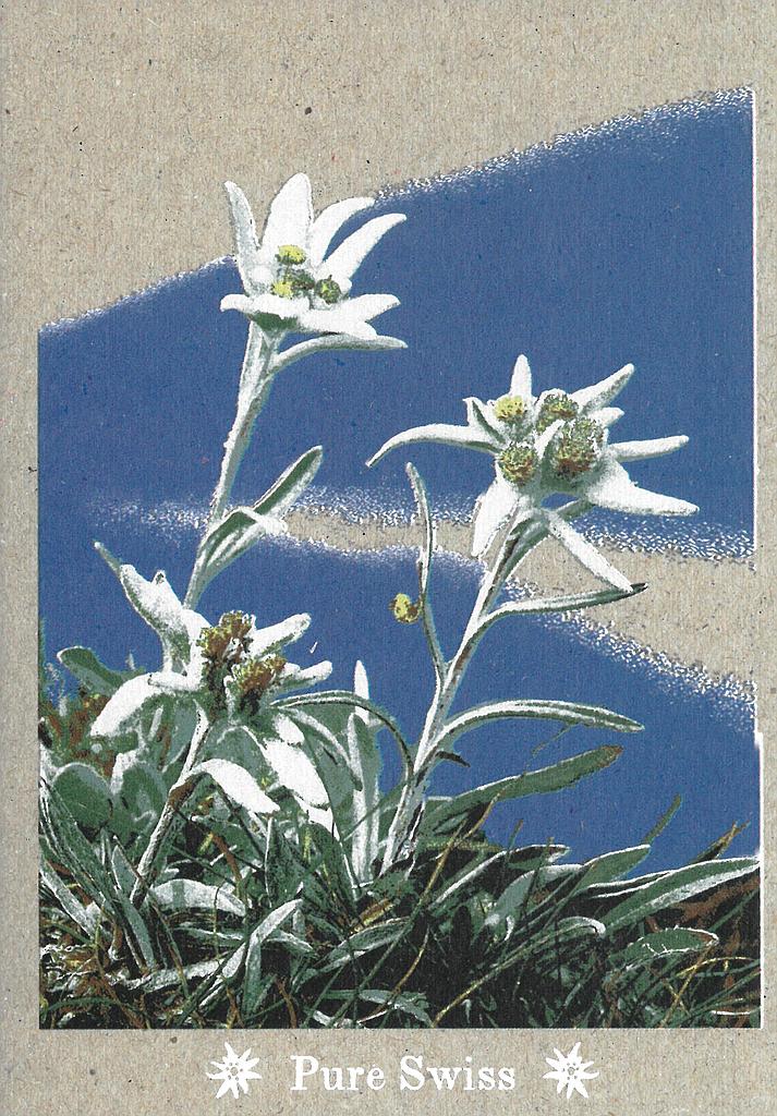 Postcards 51136 Pure Swiss Edelweiss