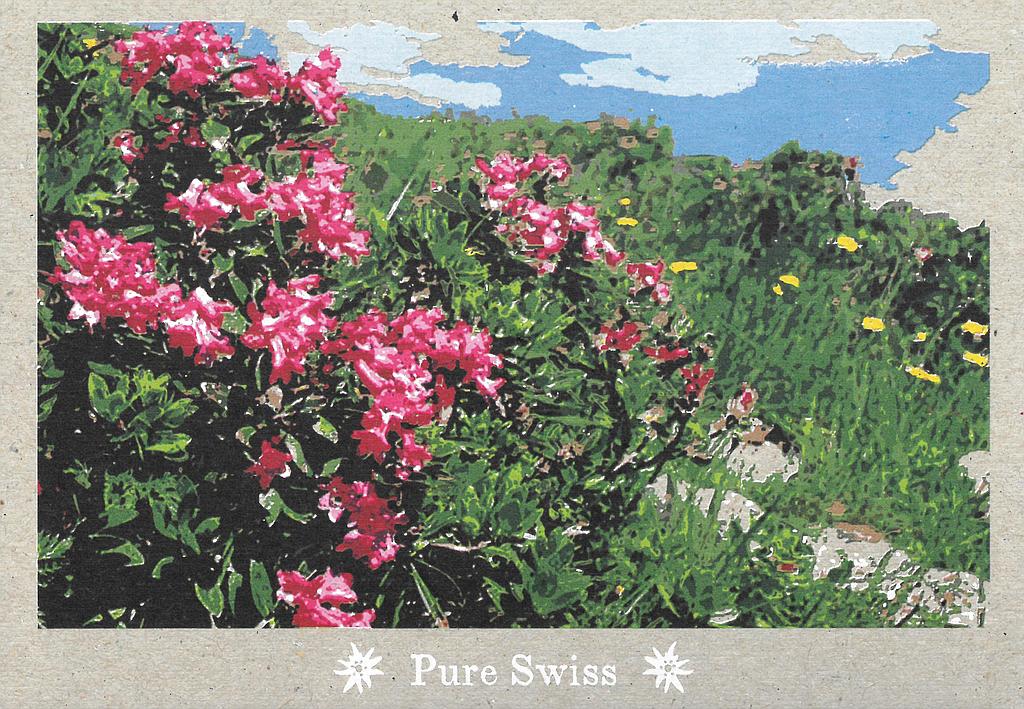 Postcards 51130 Pure Swiss roses des Alpes