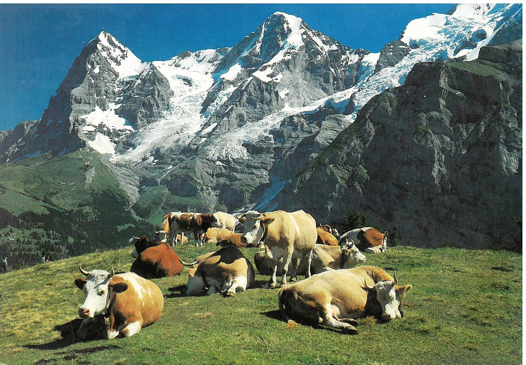 Postcards 13280 Eiger,Mönch
