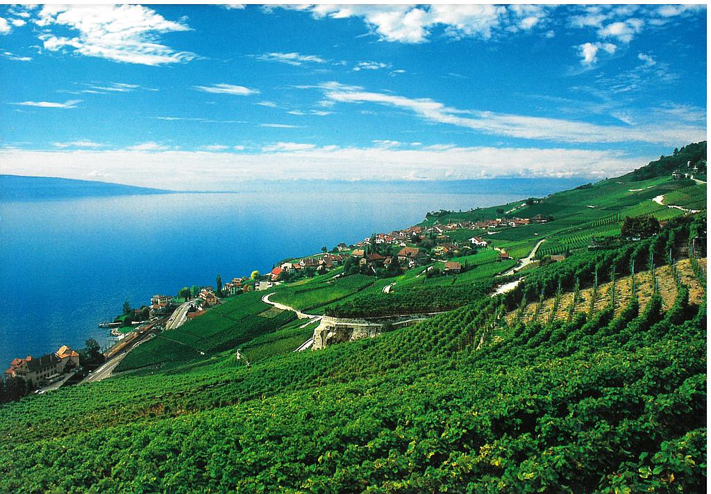 Postcards 12x17cm 40082  Rivaz VD (Lavaux)