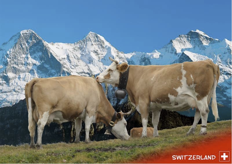 Postcards 8314 Vaches "Switzerland"