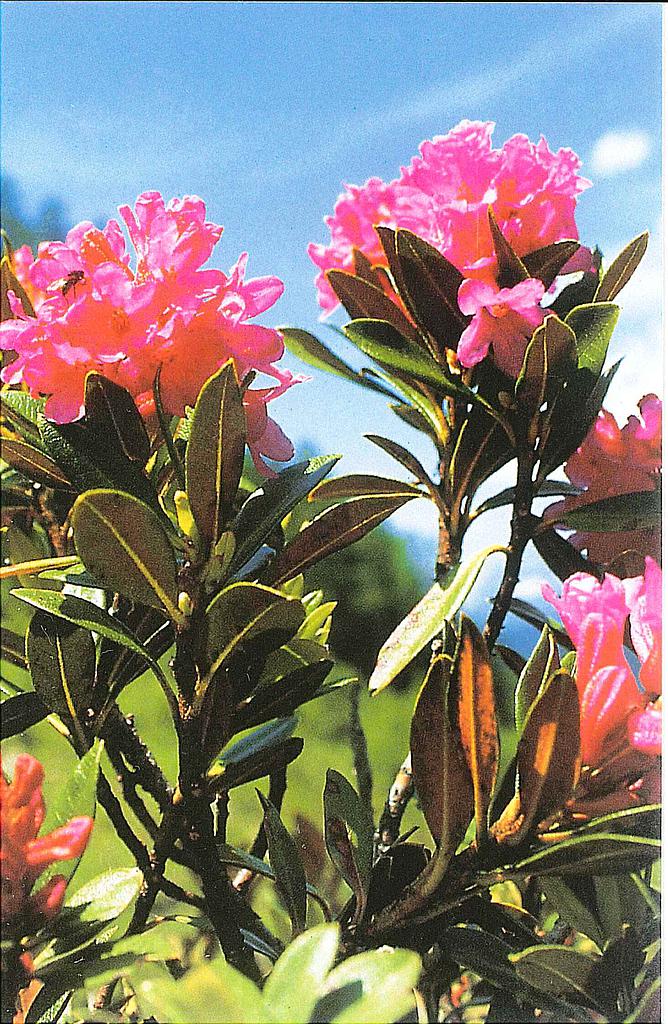 Mini Blanco Liquidation  Rhododendron