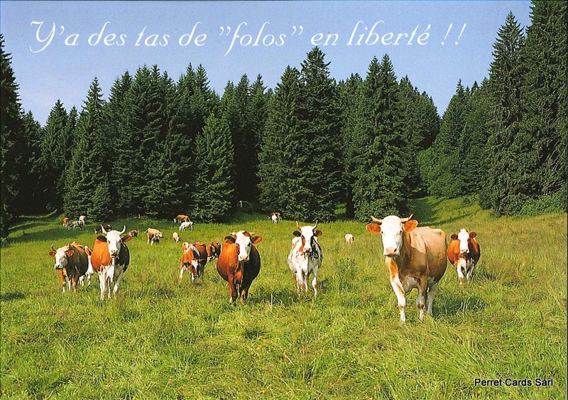 Postcards 20214 Vaches "Y'a des tas de folos en liberté"