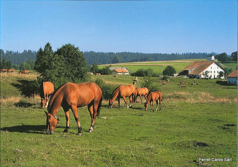 Postcards 20526 Freiberge (Pferde)
