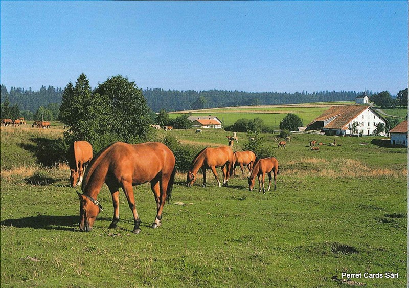 Postcards 20526 Chevaux aux pâturages des Fr.-Montagnes