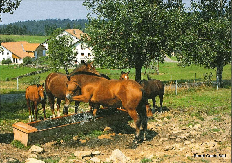 Postcards 20545 Chevaux (Noblesse du cheval franc-montagnard)