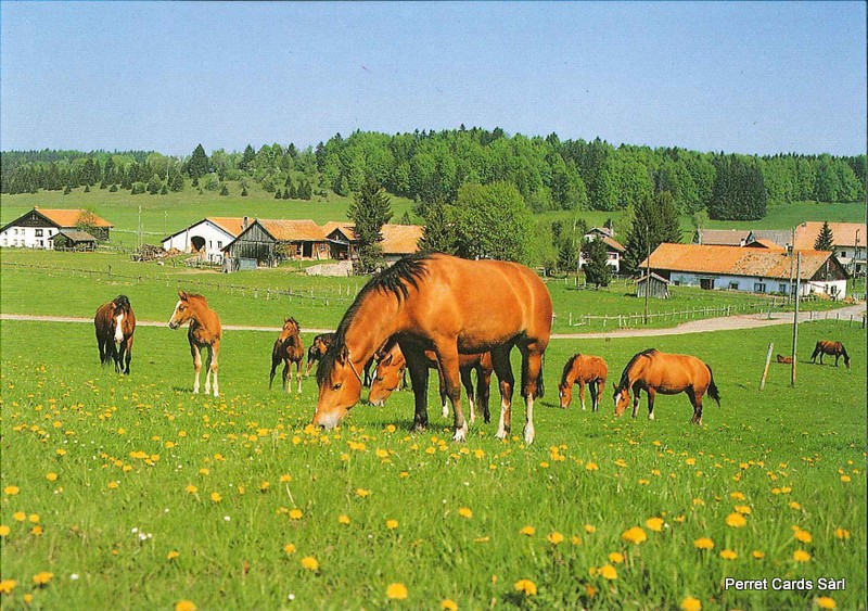 Postcards 20546 Franches-Montagnes (chevaux aux pâturages)