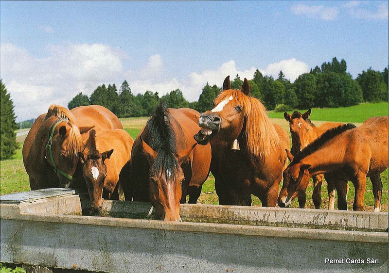 Postcards 20717 Franches-Montagnes (chevaux aux pâturages)