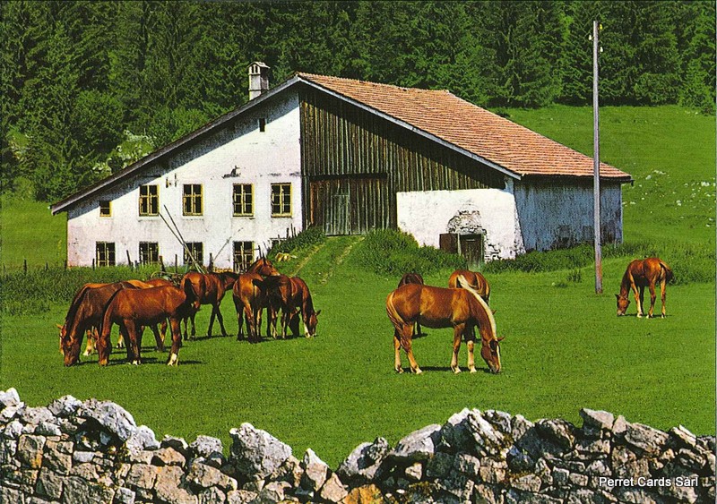 Postcards 21075 Franches-Montagnes (Aux pâturages)