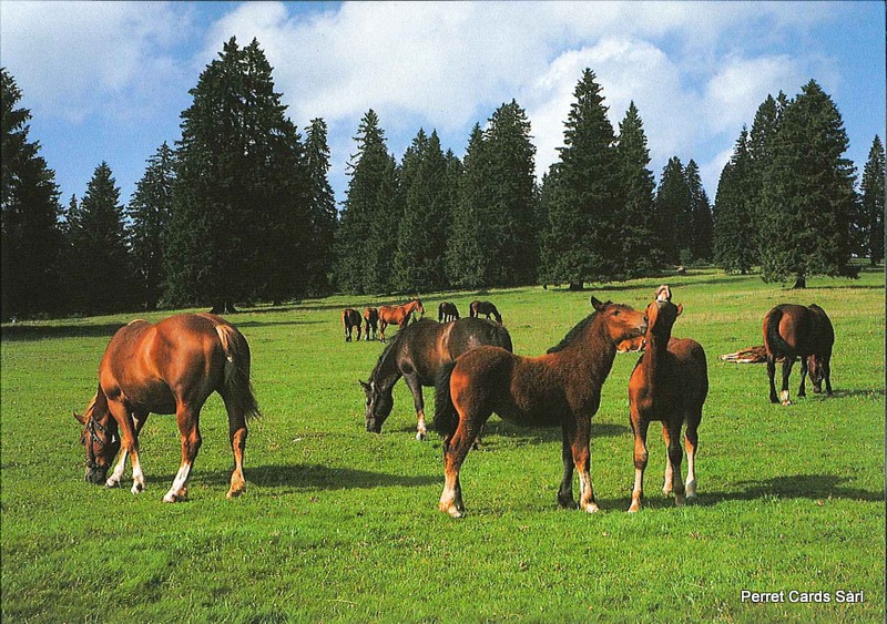 Postcards 21076 Chevaux (Pâturages des Franches-Montagnes)