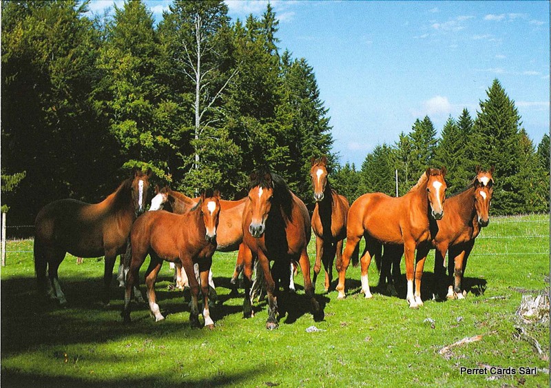 Postcards 22174 Chevaux aux pâturages des Fr.-Montagnes