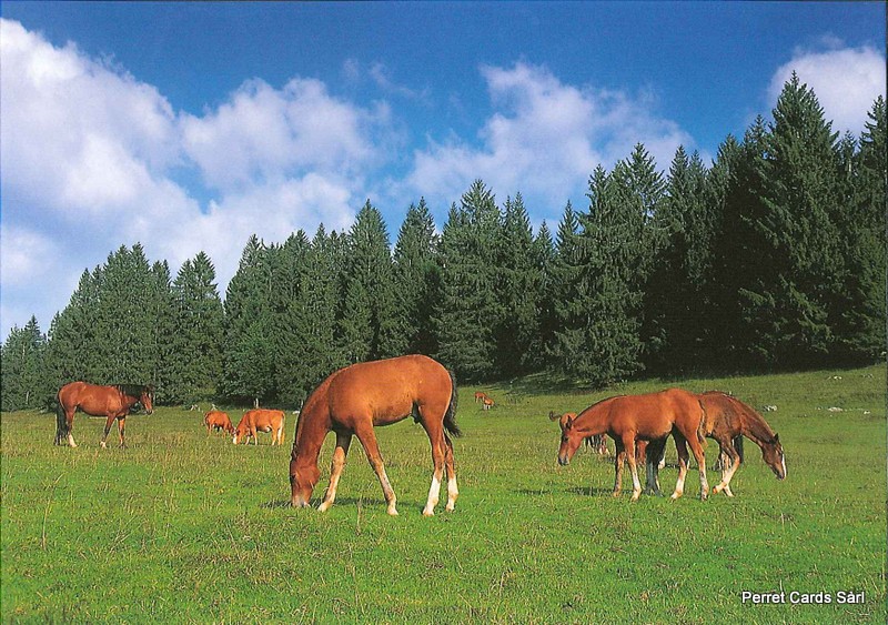 Postcards 25116 Chevaux (vers Les Cerlatez)