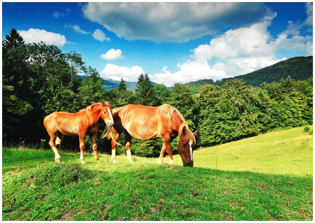 Postcards 27553 Chevaux (Fr.-Montagnes)