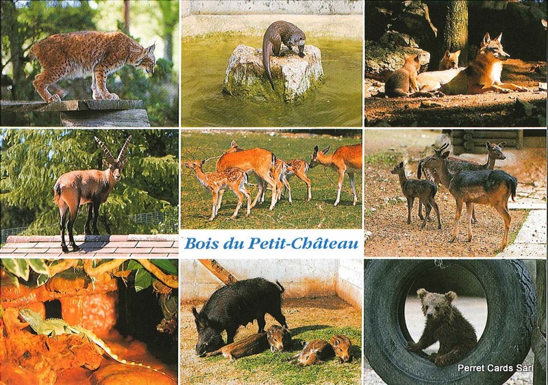 Postcards 22475 La Chaux-de-Fonds, Bois du Petit-Château