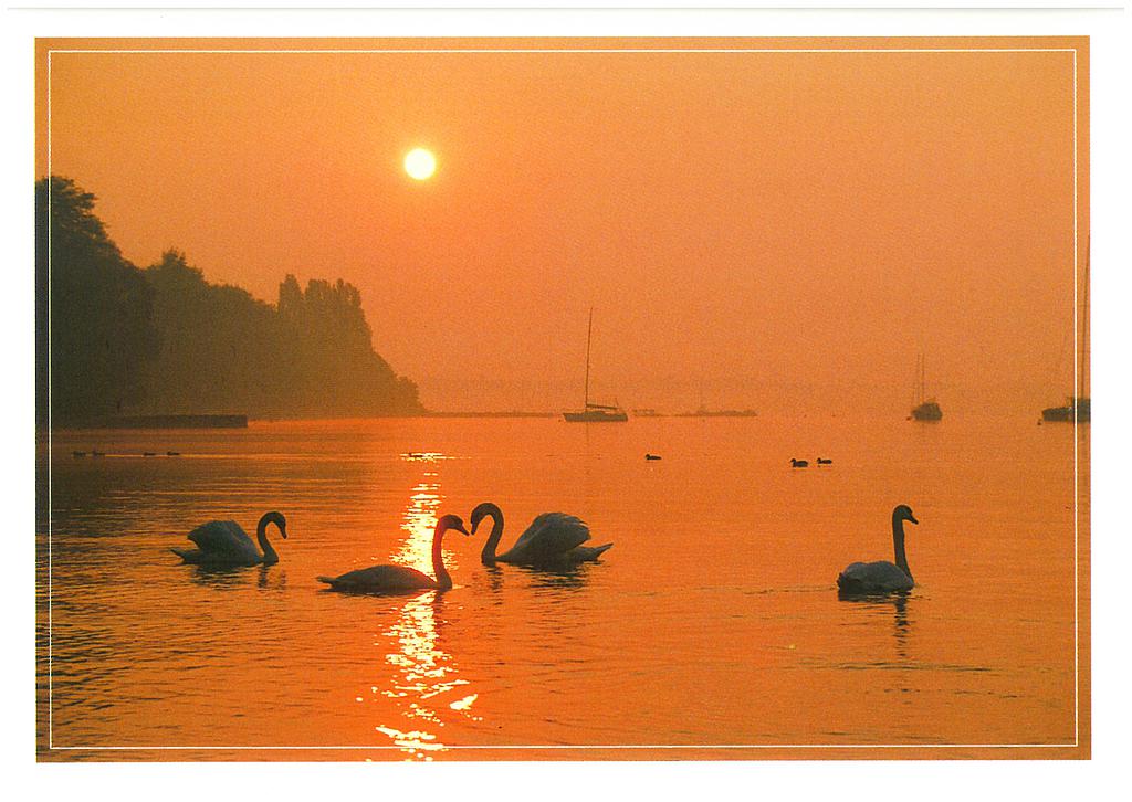 Postcards 00619 Lac de Neuchâtel