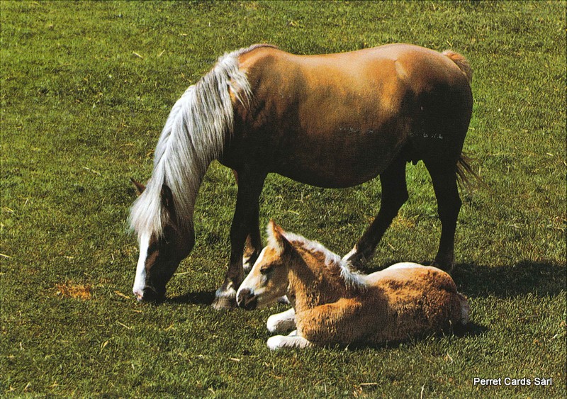 Postcards 00232 Pferde