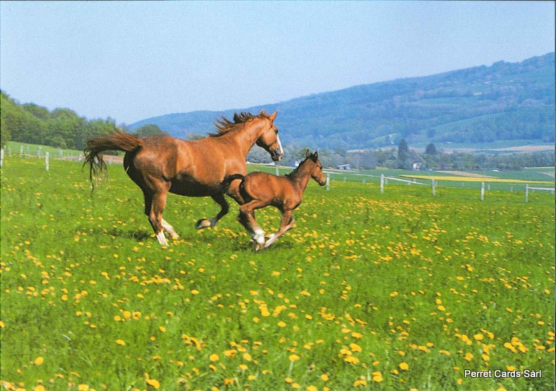 Postcards 00325 Chevaux