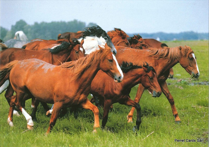 Postcards 00354 Ungarische Halbblut Pferde