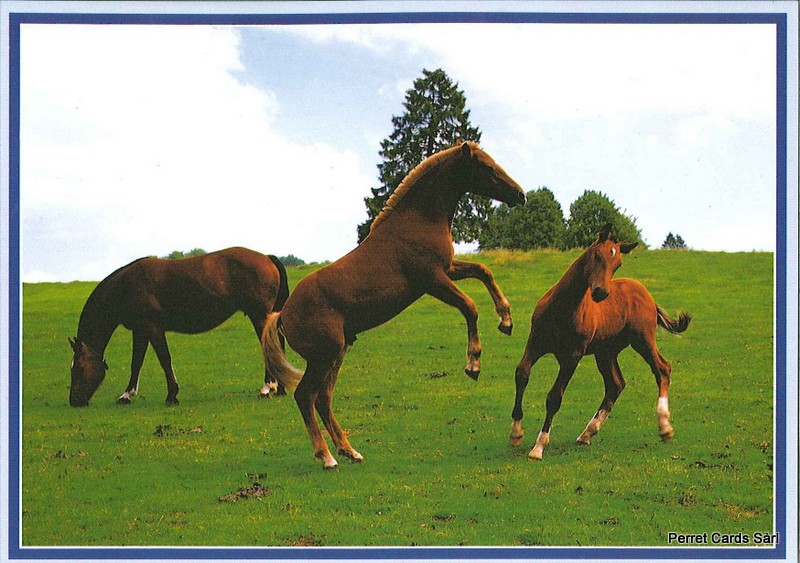 Postcards 20268 Pferde
