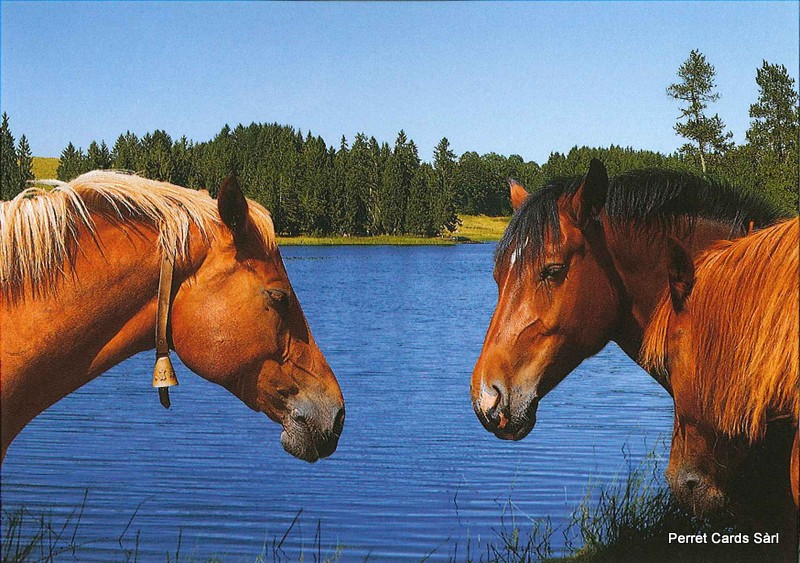Postcards 20269 Pferde