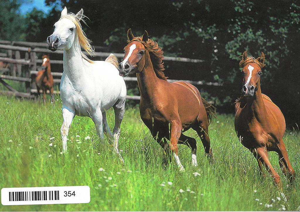 Postcards 00354 Chevaux