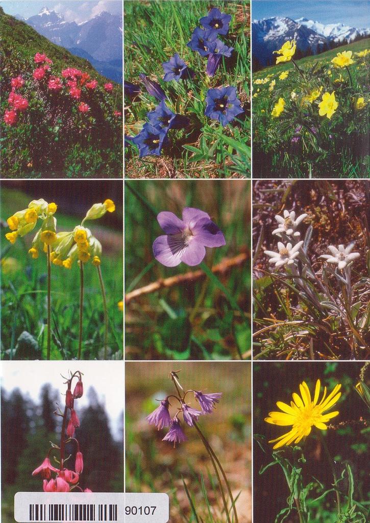 Postcards 90107 Alpenblumen