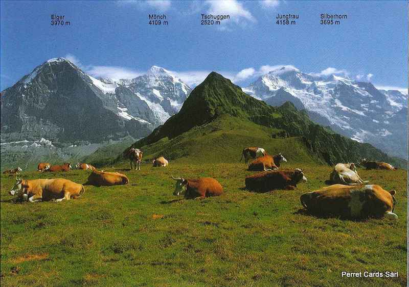 Postcards 19537  Grindelwald