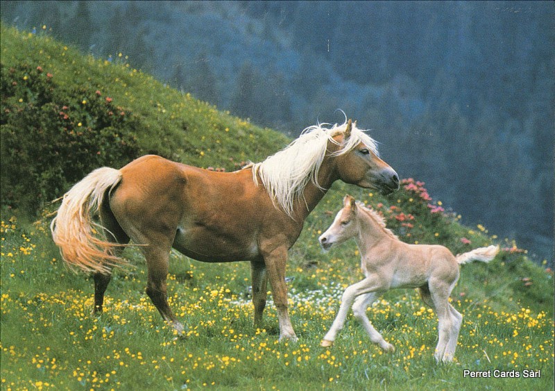 Postcards Horse5 (18 x Fr. 1.- Liq.) Chevaux