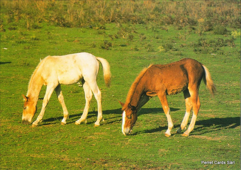 Postcards Horse8 (17 x Fr. 1.- Liq.) Chevaux