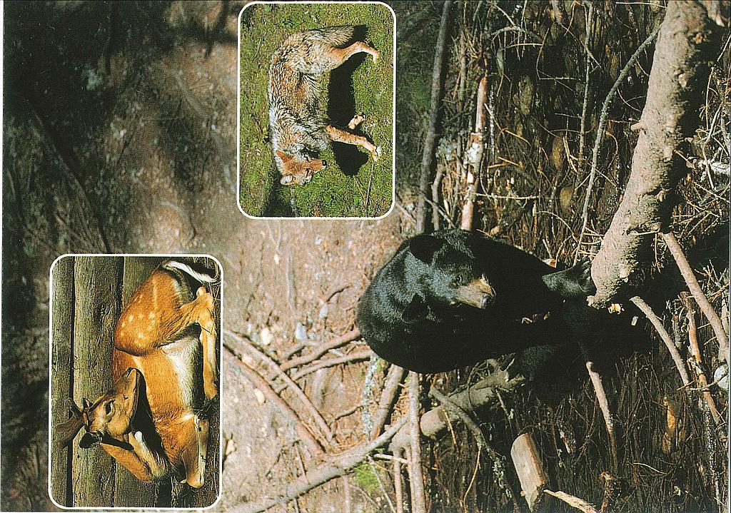 Postcards 28030 zoo des Marécottes