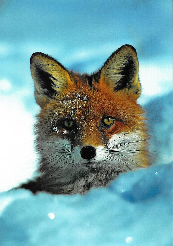 Postcards 6060 Renard