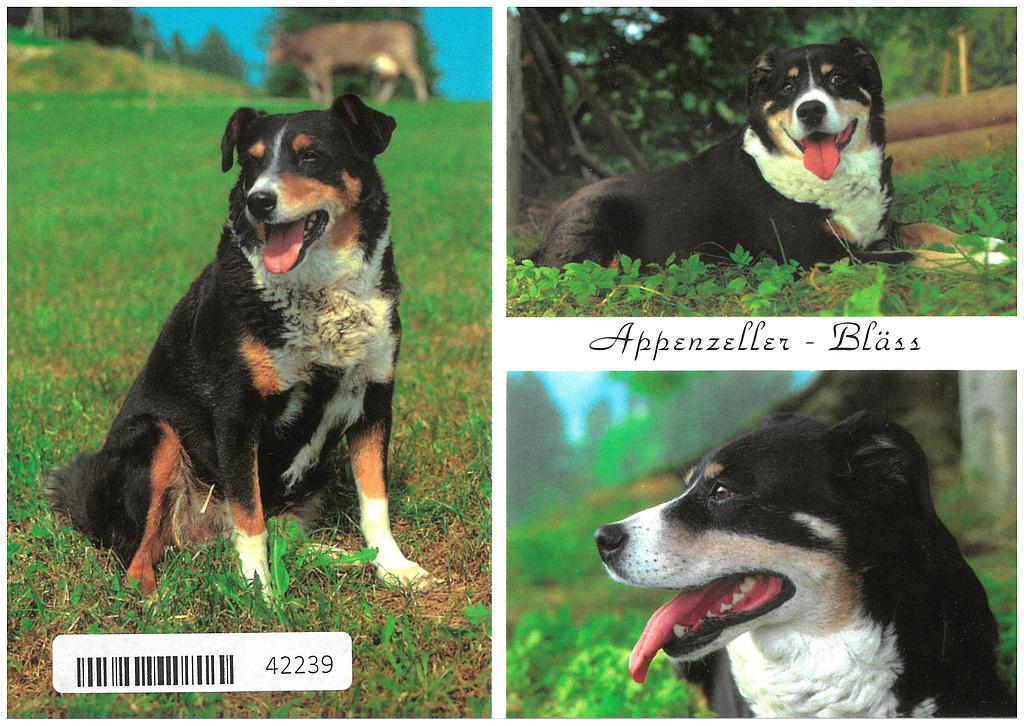 Postcards 42239 Appenzeller Bläss