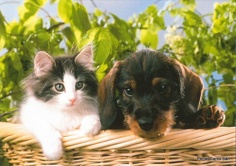 Postcards 00378 Hund und Katze