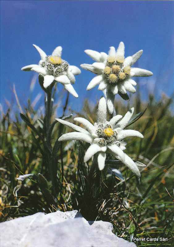 Postcards 00160 Edelweiss