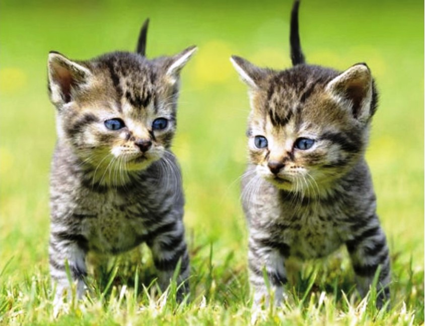 Aimant 3D chatons